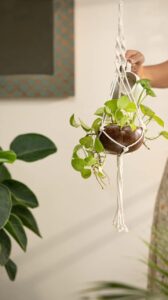 Handcrafted Coconut Shell planter