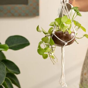 Handcrafted Coconut Shell planter
